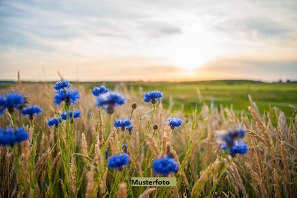 Land- und Forstwirtschaftsflächen in 31832 Springe