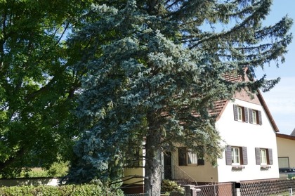 Einfamilienhaus in 2625 Schwarzau am Steinfelde