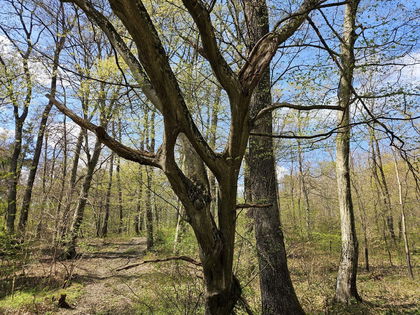 Jagd- und Forstwirtschaft in 7464 Markt Neuhodis